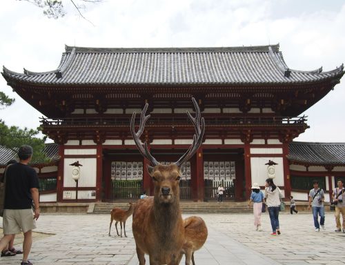 yuria1224: そんなあなたに - 東大寺に何の用だね