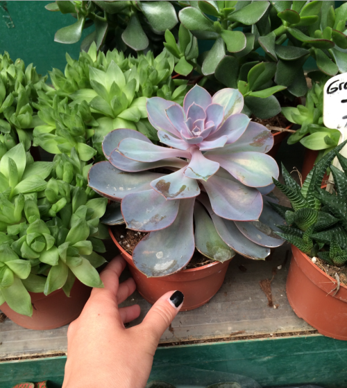 botahny: rahiny: Paris had the cutest plant shops ever with so many succulents Instagram: @heyimaly 