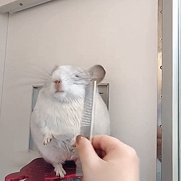 donutstims:brushy brushy
