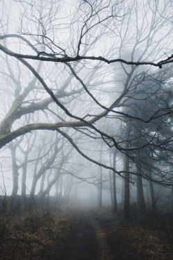 alecsgrg: Blackamoor forest | ( by Richard