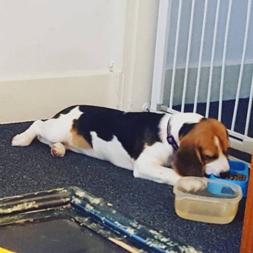 Zorya lays down to eat her food because lazybum. #beaglesofinstagram