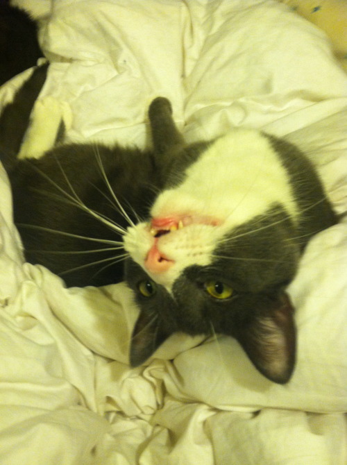 airagorncharda:airagorncharda:this is not a cat@mostlycatsmostlyHis name is Tristan and he’s super a