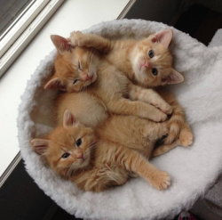 justcatposts:  They are adorable!