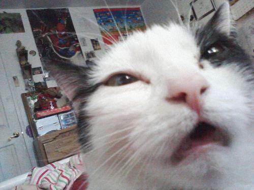 Porn pleatedjeans:  24 Cats Caught Mid-Sneeze photos