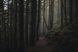 kodiakstag:  Fog n shadows // Iron Horse Nat'l Park