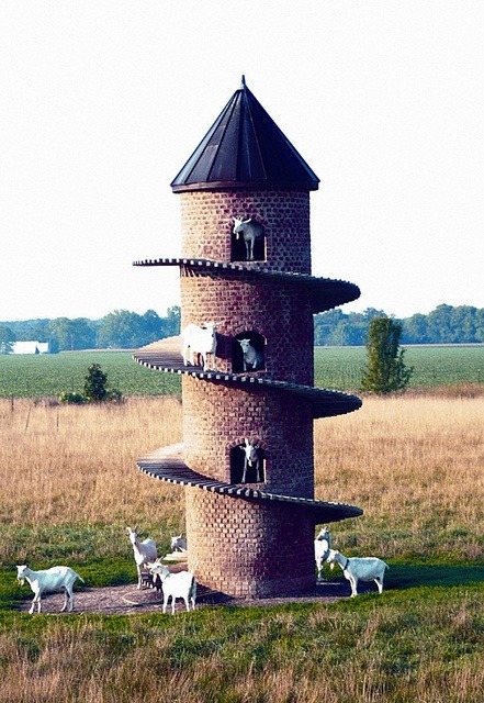 The only one in the United States, the Tower of Baa is a goat tower modeled after a tower that Dave & Marcia Johnson saw in a South African wine magazine. Johnson decided to build one for his Swiss Saanen goats. The structure is 31 feet tall &