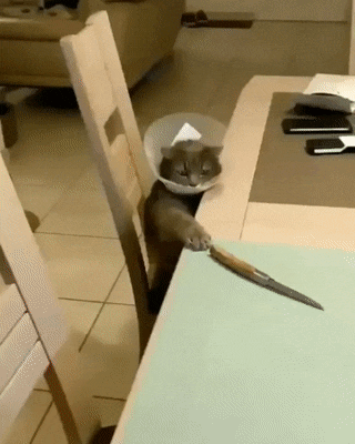 catgifcentral: It’s Time for Revenge… No!