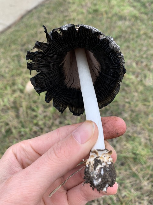 Coprinus comatus