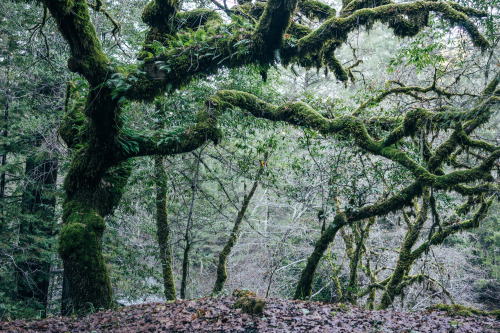 Damp, cold and mossy. 