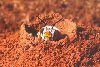 beerightsactivist: skippercifer:  sexyrobutts:  beerightsactivist:  kingsofapathy:  koiotchka:  beerightsactivist:  teacupsandcyanide:  beerightsactivist:  dark bee tumblr show me the forbidden bees   this is the masked bee! she has no friends and hates