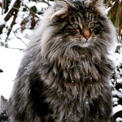 illexistence:  Dear Odin, please bless me with a furry Viking cat companion. These dudes look so rad! I shall mane him Ragnar. 😼😱😍 #NowegianForestCat