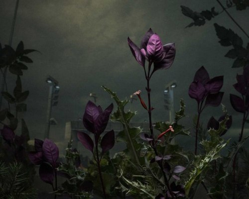  Weeds and Flowers Recast as Shadowy Subjects in Daniel Shipp’s Dramatic Photographs 