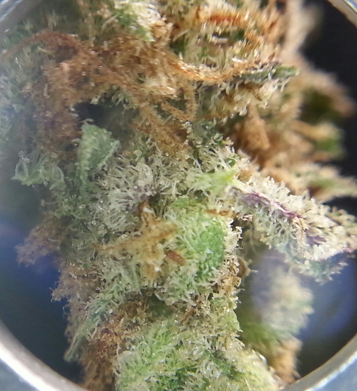 smoketogethighcustheworldissolow:Just look at it 😍