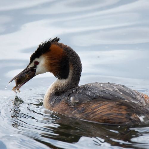 That&rsquo;s a heck of a mouthful  . . . #grebe #greatcrestedgrebe #bird #birdphotography #photo