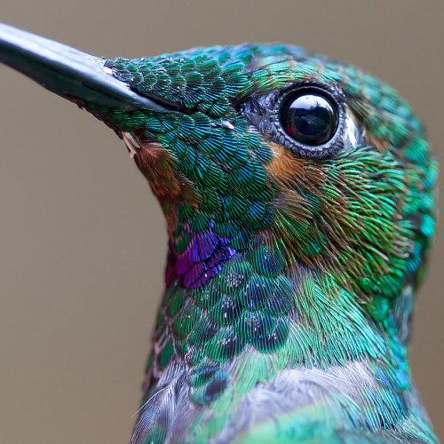 ourwayswillchange:20 Vivid Hummingbird Close-ups Reveal Their Incredible BeautyTiny jewels!