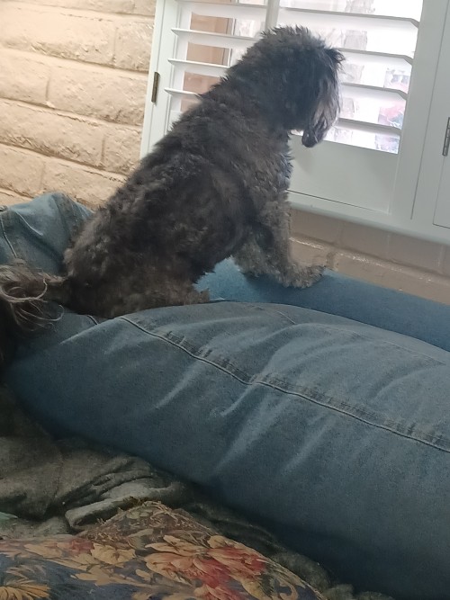 He Sitting There Watching For That Damn Squirrel