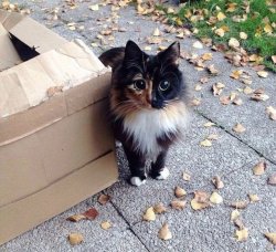 aww-so-pretty: Look this cat