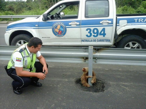 conflictingheart:  Sloth Stuck on a Busy HighwayA transit police officer was patrolling an Ecuadorian highway when he noticed something unusual on the side of the road: a sloth clinging to a guard rail. The adorable animal had failed to cross the busy