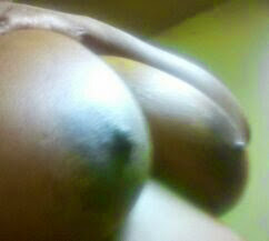 TittyGod