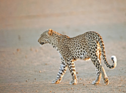 Bendhur   Llbwwb:  (Via 500Px / Leopard At Sunset By Bridgena Barnard)