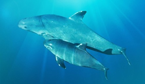 The vaquita is Mexico’s only endemic marine mammal.  The name vaquita is Spanish for “little cow”, a
