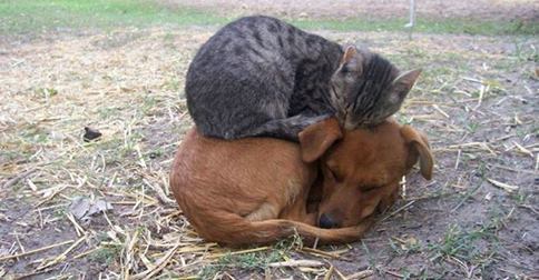 awwww-cute:  This is a warm spot 