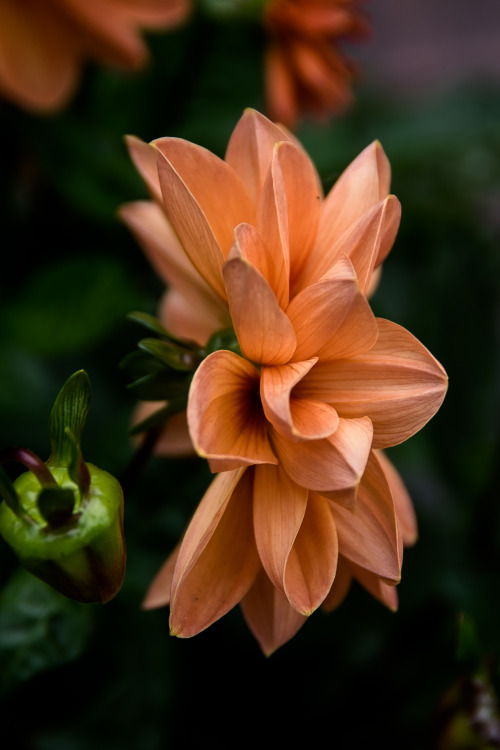 artsinmyheart:  In profile 