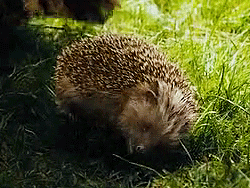 boromihr:  Sebastian the Hedgehog 