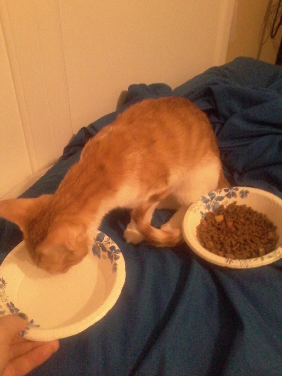 daunt:  tylerfucklin:  I’m at my wit’s end. I need help, guys. This kitten is