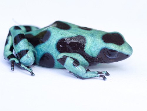 ayustar:markscherz:txdoan:Frogs of Panama - Brian GratwickeOof.This is great!