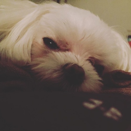 Princess CoCo Is Turning Three This Year!