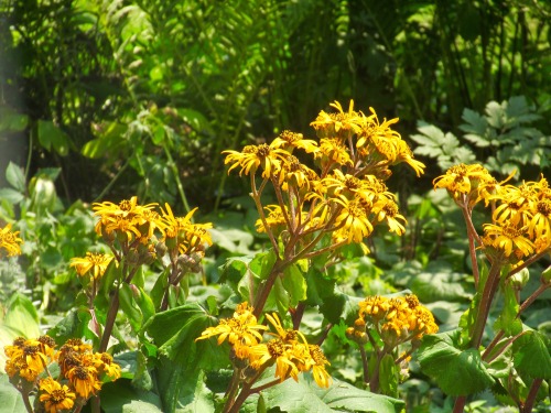 Ligularia flowers.