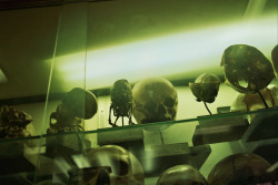 stephaniejoywilson:Human skeletons, hands, foetus’ inside the medical university, Paris.