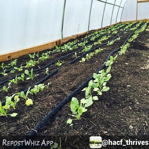 By @hacf_thrives via @RepostWhiz app: Tillage radish at work, doing winter soil prep in our hoop hou