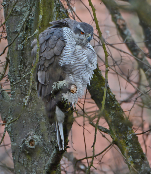 theraptorcage:Northern Goshawk with floof activated