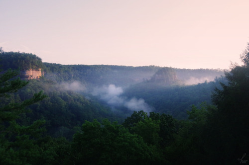 frolicingintheforest:Morning fog. 