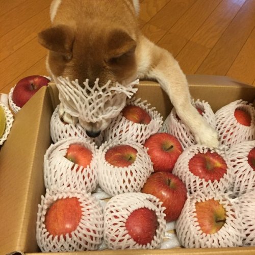 bibidebabideboo:岩手からお林檎がまた届いた毎日食べなきゃ (柴犬 suzu11(@suzu1167389892)さん | Twitterから)