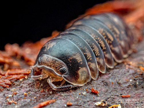 onenicebugperday: Isopod Portraits by Nicky Bay // Website // FacebookPhotos shared with permission;