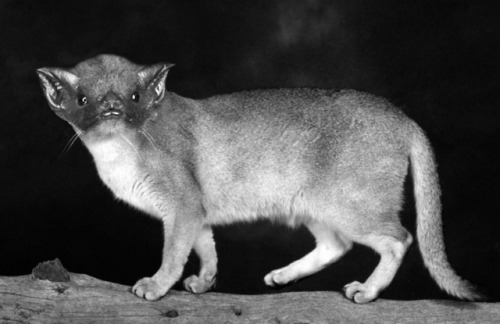 cmkosemensketchbook:Photoshopping portraits of various bat species onto the bodies of cats was the b