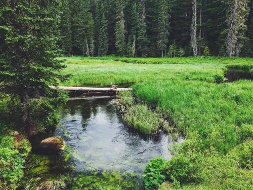 justapplyyourself:Mt. Hood National Forest, Oregon.