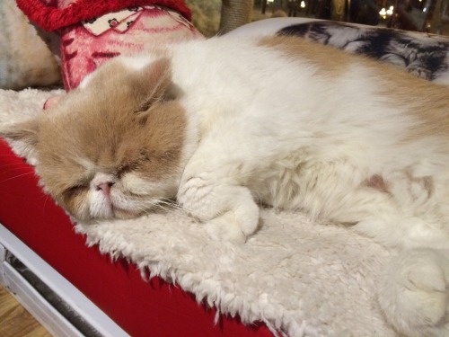 thecoffeetragedy:this cat (his name is Pentoufle!) is me