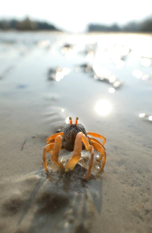 alexmurison:Guardian of the Sand