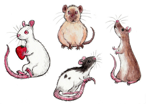 Coloured yesterday&rsquo;s rat sketches.#rat #rats #cute #rodent #fancyrat #petrat #крысы #крыса #Fe