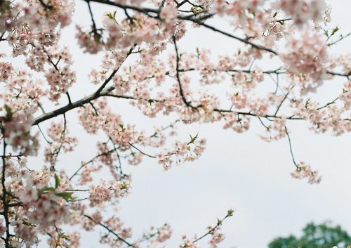 今年は、れおあんと一緒に桜写真撮れなかったな。