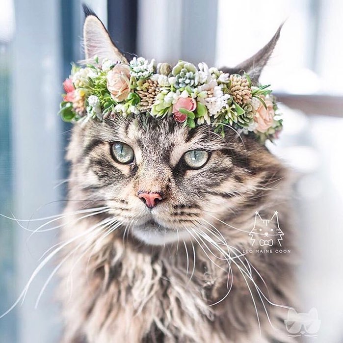 LEO MAINE COON