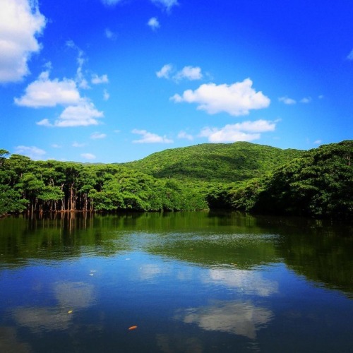 西表島の大自然。青い空と緑の木々。改めて自然を大切にしようと思いました。#西表島 #八重山 #マングローブ #仲間川 #旅行 #国内旅行 #旅スタグラム (西表島(Iriomotejima､Okin