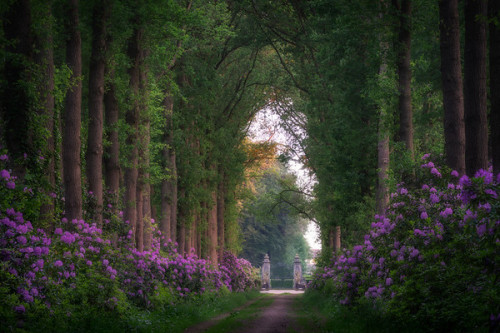 rosiesdreams: Path to heaven  By edwin.mooijaart