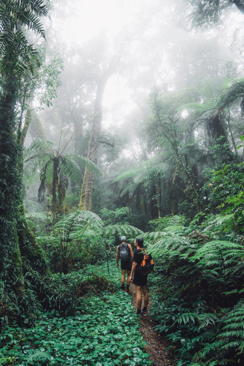 banshy:Lamington National Park // Jason Charles Hill