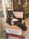 catasters: