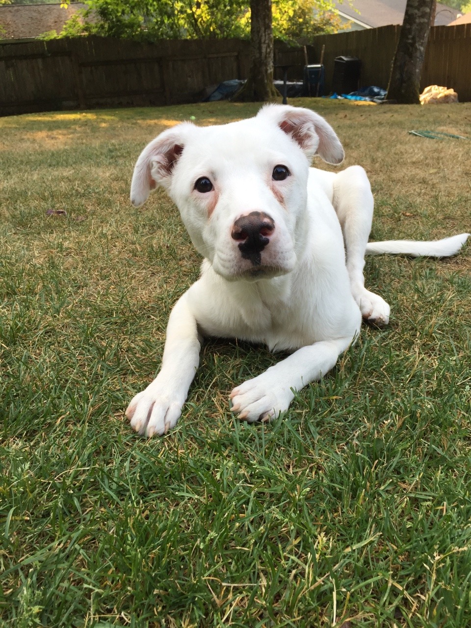 handsomedogs:  Charly (6 months) enjoying the new big yard 🌲🐶